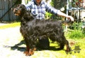Pedigree SGURRMOR IDEA GENIALE Pedigree SGURRMOR IDEA GENIALE
